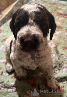 Photo №3. Lagotto Romagnolo puppies. Serbia