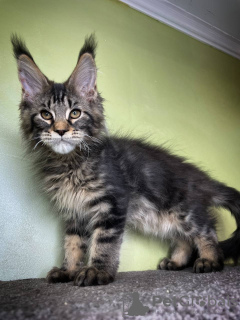 Photo №3. Adorable main coon kittens available now for sell. Austria