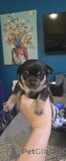 Photo №1. non-pedigree dogs - for sale in the city of North Adams | 350$ | Announcement № 159154