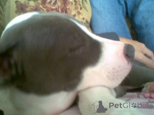 Photo №3. Completely handsome n buriful American Pitbull Terrier puppies available. Germany