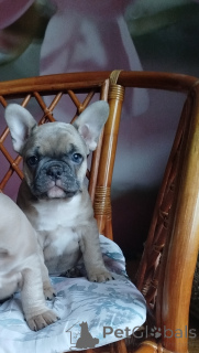Photo №3. Cute girls French bulldog. Belarus