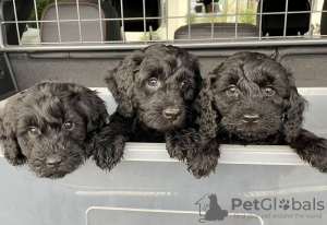 Photo №1. labradoodle - for sale in the city of Etten-Leur | 211$ | Announcement № 81148