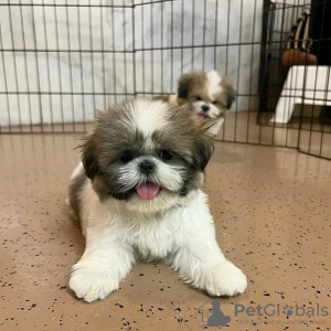 Photo №1. shih tzu - for sale in the city of Montreal | 500$ | Announcement № 103643