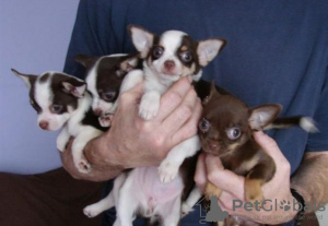 Photo №1. chihuahua - for sale in the city of Berlin | Is free | Announcement № 126309