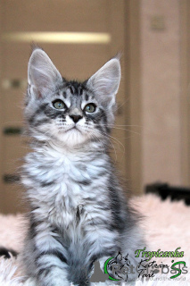 Photo №2 to announcement № 9064 for the sale of maine coon - buy in Russian Federation private announcement, from nursery, breeder