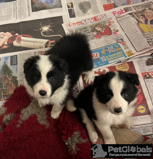 Photo №1. border collie - for sale in the city of Oulu | 471$ | Announcement № 134628