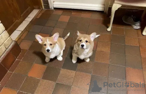 Photo №3. Adorable Welsh Corgi puppies. Ukraine