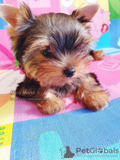 Additional photos: Single Yorkshire Terrier girl for sale, baby face muzzle.