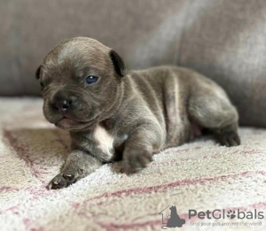 Photo №2 to announcement № 121599 for the sale of french bulldog - buy in Austria private announcement