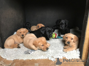 Photo №1. golden retriever - for sale in the city of Корк | 282$ | Announcement № 130017