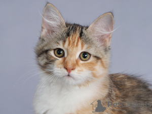 Photo №4. I will sell siberian cat in the city of Penza. breeder - price - negotiated