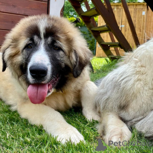 Photo №1. caucasian shepherd dog - for sale in the city of Франкфурт-на-Майне | 402$ | Announcement № 78590