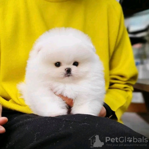 Photo №2 to announcement № 117307 for the sale of pomeranian - buy in Finland private announcement, breeder