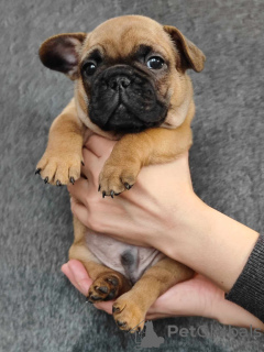 Photo №3. French bulldog puppies. Belarus