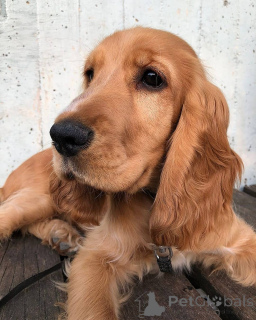 Photo №4. I will sell english cocker spaniel in the city of Dalum. private announcement, breeder - price - 1290$