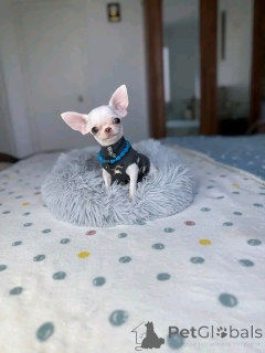Photo №2 to announcement № 168836 for the sale of chihuahua - buy in United States breeder