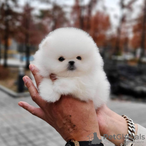 Photo №3. Healthy Pomeranian Dog Puppies ready for sale. Germany