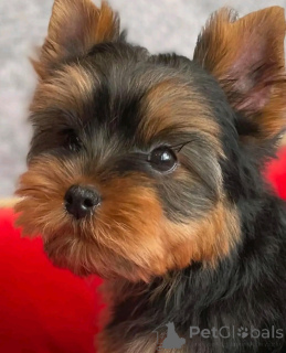 Photo №4. I will sell yorkshire terrier in the city of Chicago. breeder - price - 400$