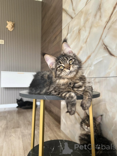 Photo №2 to announcement № 169928 for the sale of maine coon - buy in Germany breeder