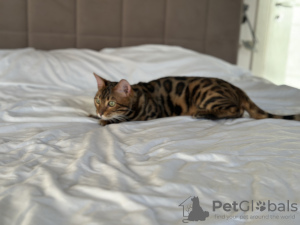 Additional photos: Gorgeous Bengal boy