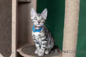 Photo №1. bengal cat - for sale in the city of Minsk | 387$ | Announcement № 165094