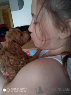 Photo №4. I will sell poodle (toy) in the city of Minsk. from nursery, breeder - price - 1785$
