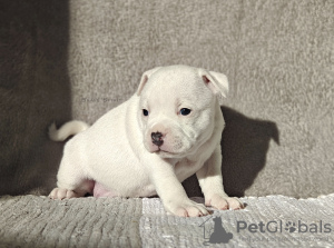 Photo №4. I will sell staffordshire bull terrier in the city of Prague. from nursery - price - negotiated