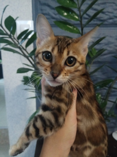 Photo №2 to announcement № 955 for the sale of bengal cat - buy in Belarus private announcement, from nursery, breeder