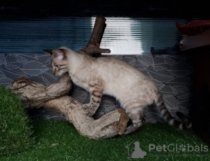 Photo №2 to announcement № 7767 for the sale of bengal cat - buy in Russian Federation from nursery