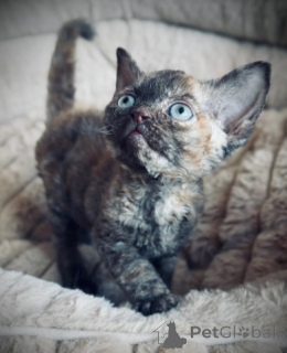 Photo №3. Devon Rex Kittens. Germany