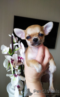 Photo №1. chihuahua - for sale in the city of Texas City | negotiated | Announcement № 105720