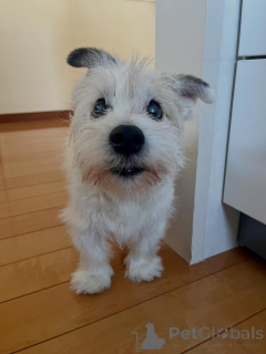 Photo №1. jack russell terrier - for sale in the city of Bellinzona | negotiated | Announcement № 171689