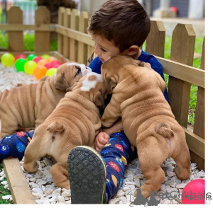 Photo №1. english bulldog - for sale in the city of OSLO | negotiated | Announcement № 175029