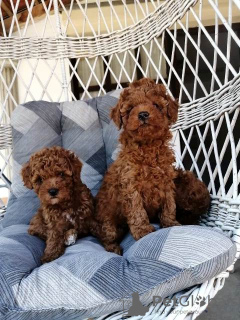 Additional photos: Red miniature poodle puppies