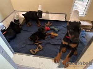 Photo №1. dobermann - for sale in the city of El Paso | Is free | Announcement № 84394