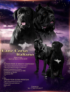 Photo №1. cane corso - for sale in the city of Russia 2 | Negotiated | Announcement № 3898