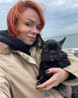 Photo №2 to announcement № 128245 for the sale of french bulldog - buy in Germany private announcement