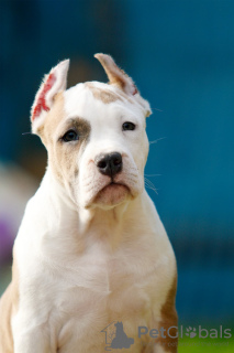 Photo №3. Puppy staffordshire terrier. Poland