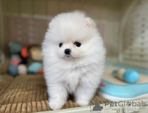Photo №2 to announcement № 166508 for the sale of pomeranian - buy in Germany private announcement