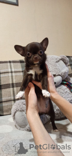 Photo №4. I will sell chihuahua in the city of Иваново. private announcement - price - 606$