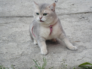 Photo №4. I will sell british shorthair in the city of Kamensk-Uralsky. from nursery - price - 127$