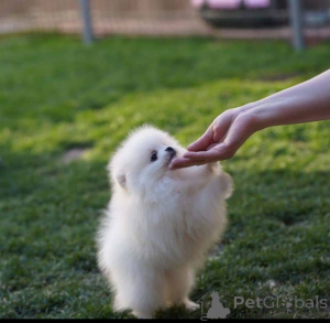 Photo №2 to announcement № 166483 for the sale of pomeranian - buy in Austria private announcement
