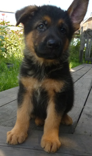 Photo №1. german shepherd - for sale in the city of Kiselevsk | negotiated | Announcement № 1852
