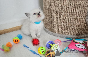 Photo №2 to announcement № 154439 for the sale of ragdoll - buy in Germany 