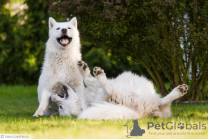 Photo №1. alaskan malamute - for sale in the city of Реда | 624$ | Announcement № 20479