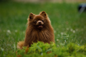Photo №4. I will sell pomeranian in the city of Moscow. breeder - price - Negotiated