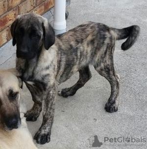 Photo №2 to announcement № 95722 for the sale of anatolian shepherd - buy in Germany private announcement, breeder