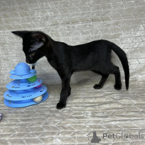 Photo №1. savannah cat - for sale in the city of Deinze | negotiated | Announcement № 172905