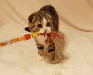 Photo №1. scottish fold - for sale in the city of Tolyatti | Negotiated | Announcement № 5040