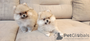 Photo №1. pomeranian - for sale in the city of Minsk | 828$ | Announcement № 15598